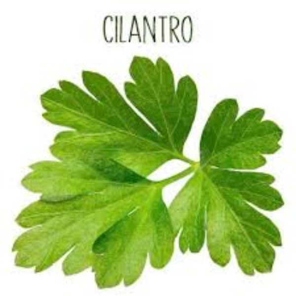 Cilantro